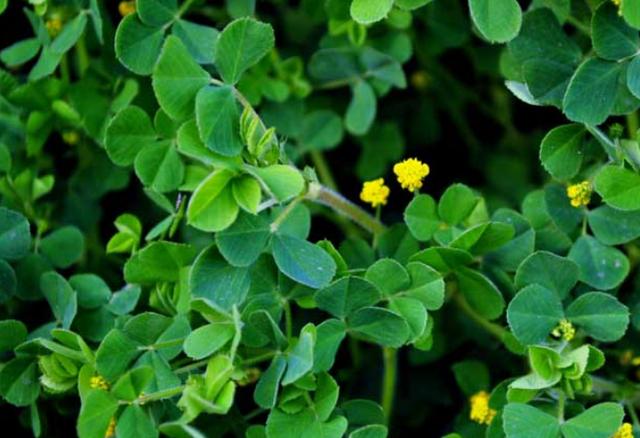 1637836820928467.jpeg 1637836820928467.jpeg