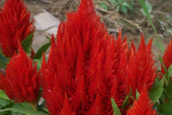 火炬雞冠花 火炬雞冠花