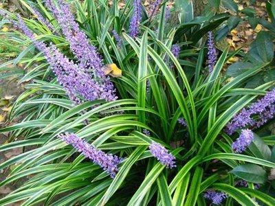 1637921086125309.jpg 1637921086125309.jpg