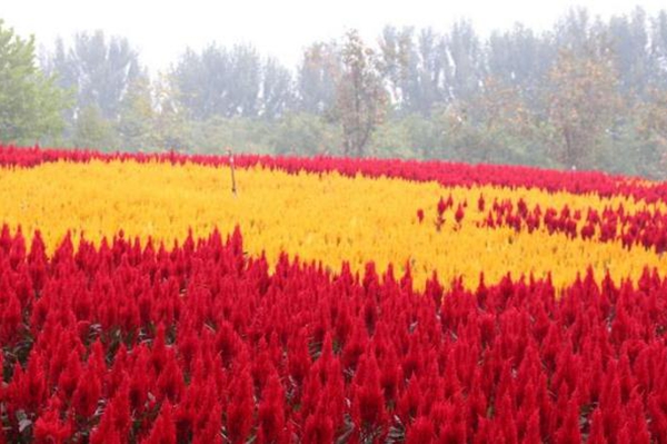 鳳尾雞冠花 鳳尾雞冠花