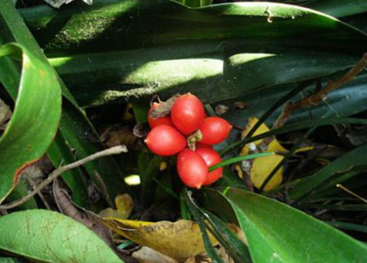 1639198631940125.jpg 開口見111111111111111111.jpg