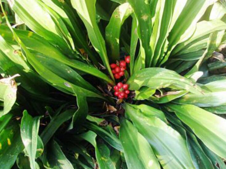 1639198641561792.jpg 開口見22222222222222222.jpg