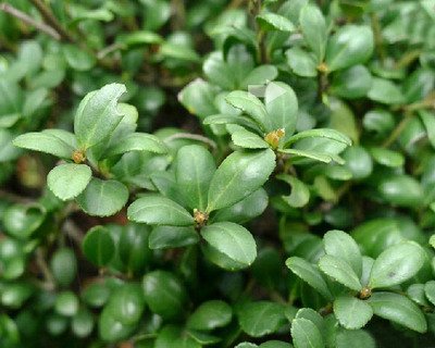 1639476640367599.jpg 1639476640367599.jpg