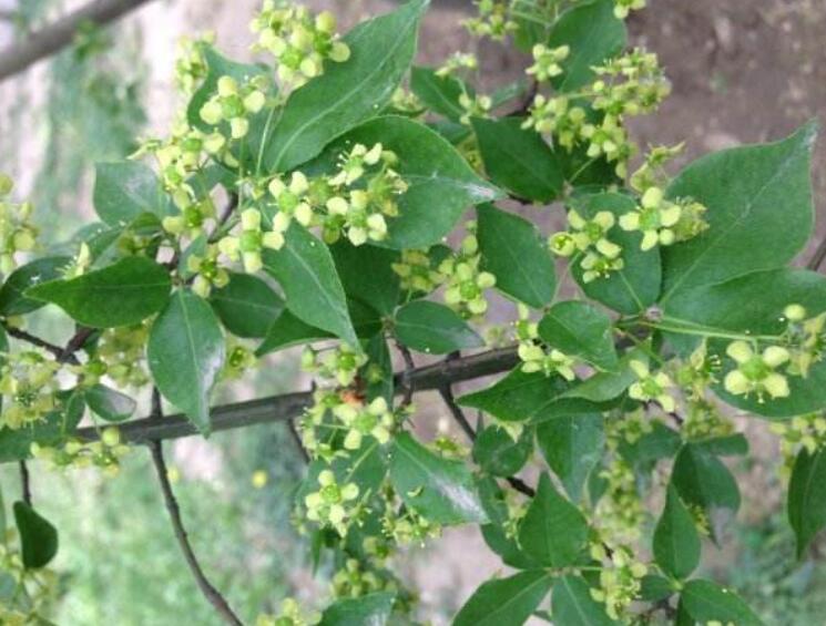 1639839902516750.jpg 1639839902516750.jpg