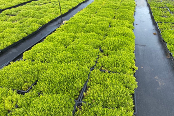 佛甲草9 [原始大小].jpg