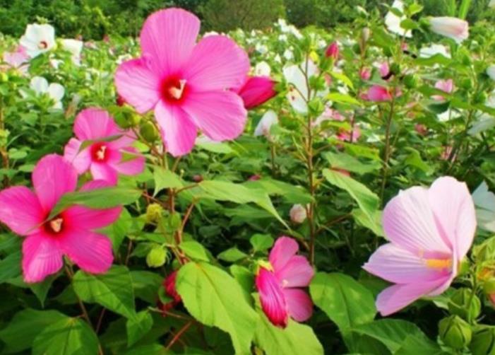 大花秋葵