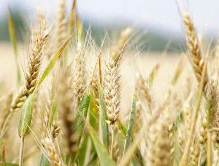 1640101893585532.jpg 1640101893585532.jpg