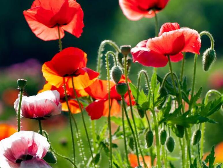 1640136819907548.jpg 1640136819907548.jpg