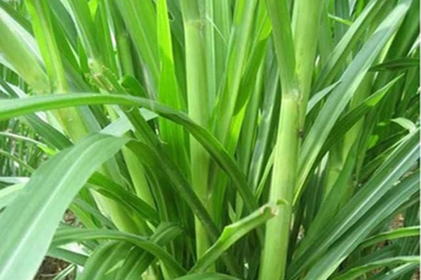 皇竹草3 [原始大小].jpg