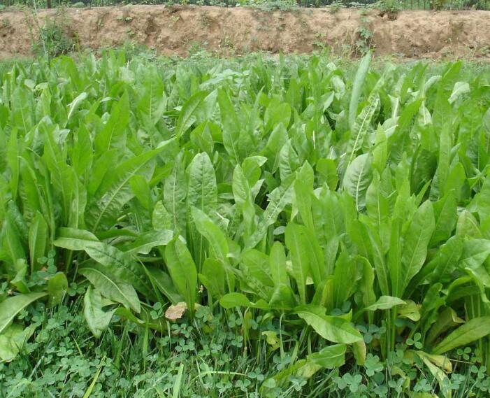 1640329175394703.jpg 1640329175394703.jpg