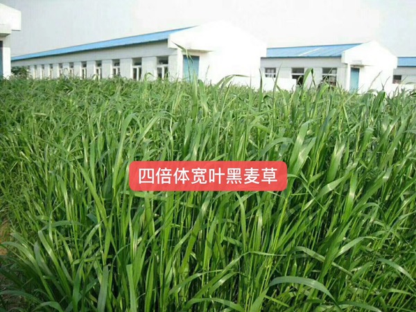 多倍體黑麥草種子 多倍體黑麥草種子