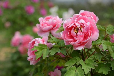 1641209951605557.jpg 1641209951605557.jpg