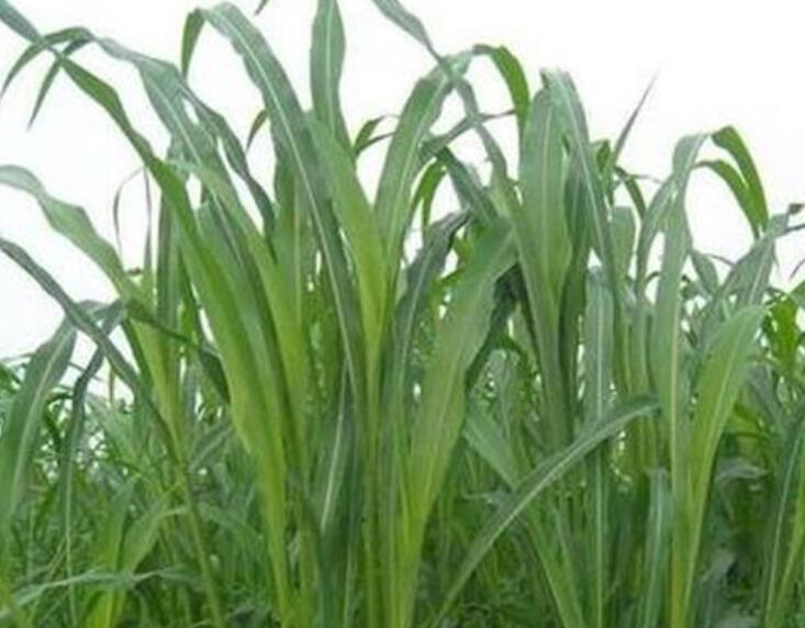 1641827446806691.jpg 1641827446806691.jpg