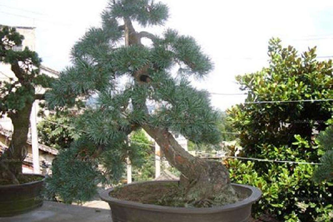 瑞光五針?biāo)?/></p><p style=