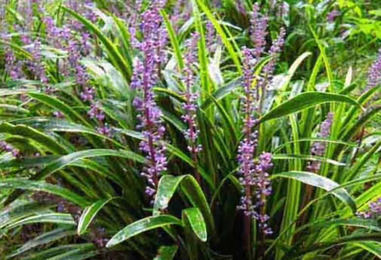 1641977481833805.jpg 1641977481833805.jpg