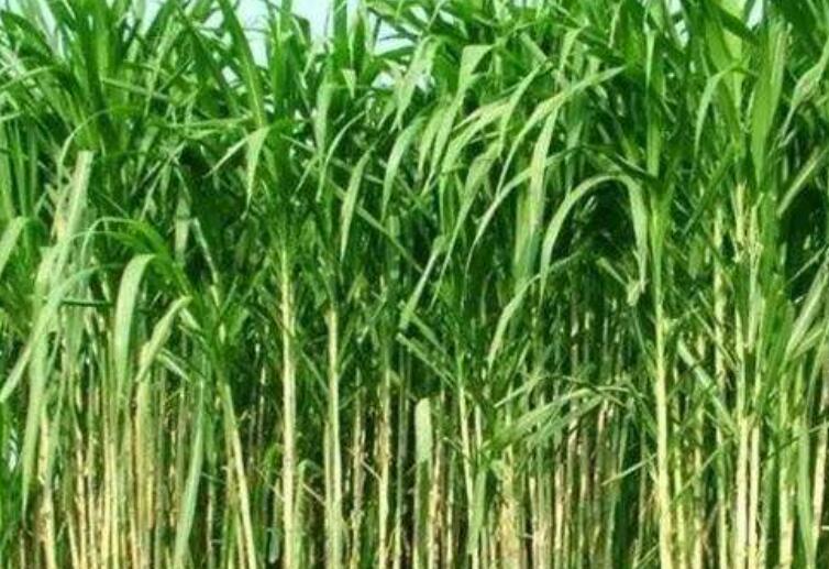 1642491184226964.jpg 1642491184226964.jpg