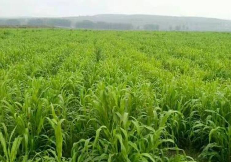 1646306855900503.jpg 1646306855900503.jpg