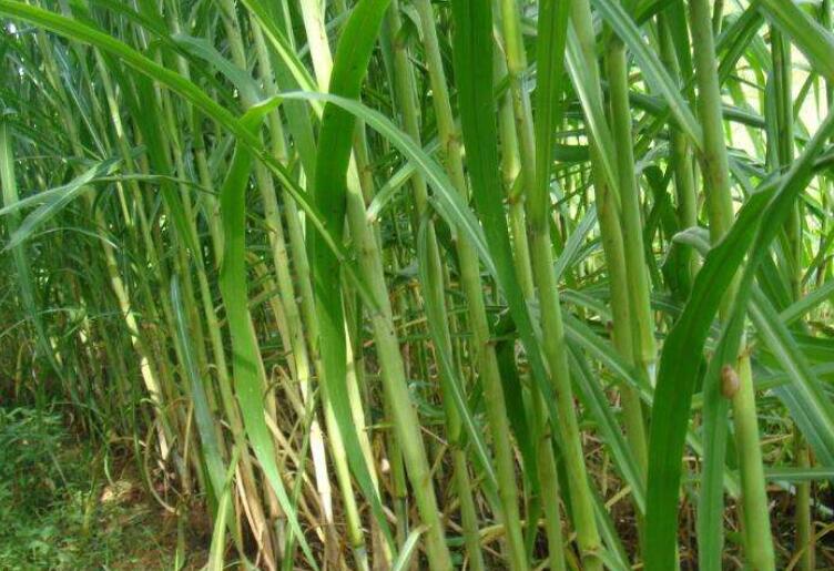 1646397465299639.jpg 1.jpg