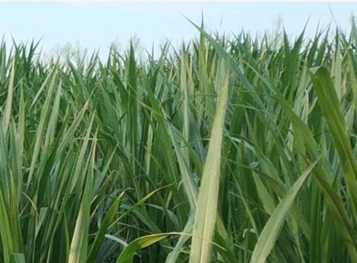 1646626875787102.jpg 2.jpg