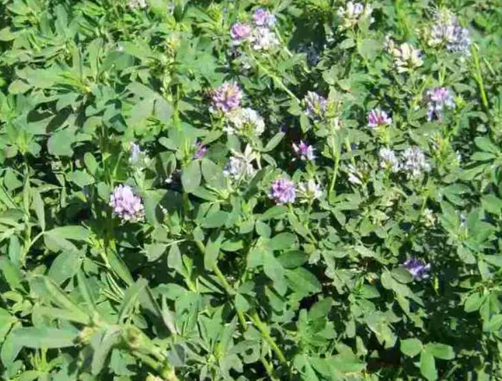 1647429363390446.jpg 1.jpg