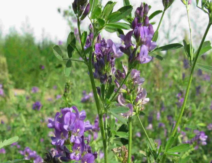 1647429395326326.jpg 3.jpg