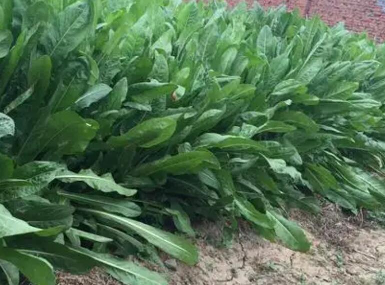 1647698290404589.jpg 1647698290404589.jpg