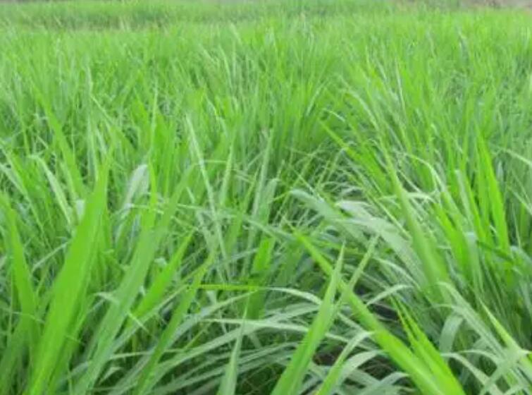 1647775950713761.jpg 1.jpg