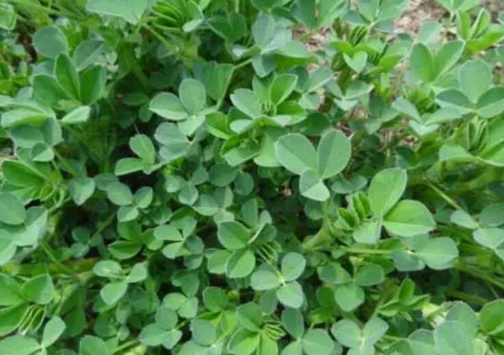 1647782617571829.jpg 1647782617571829.jpg