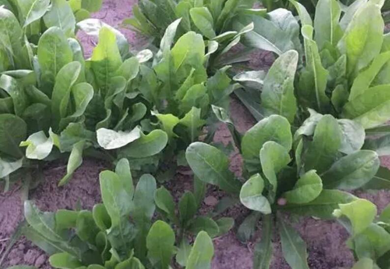 1647836696505763.jpg 1.jpg