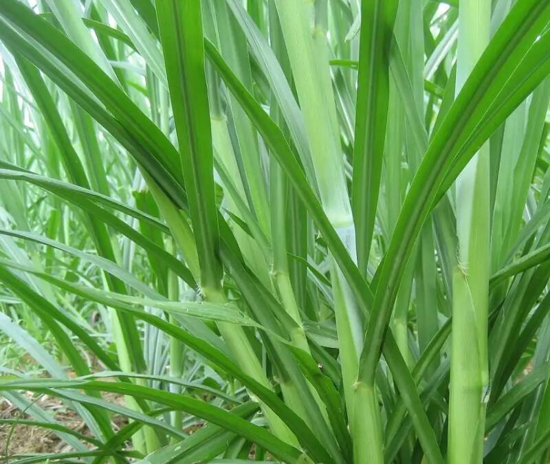 1649295855790353.jpg 1649295855790353.jpg