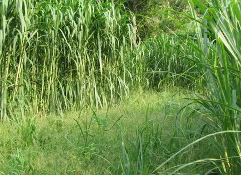 1649425585454966.jpg 1.jpg