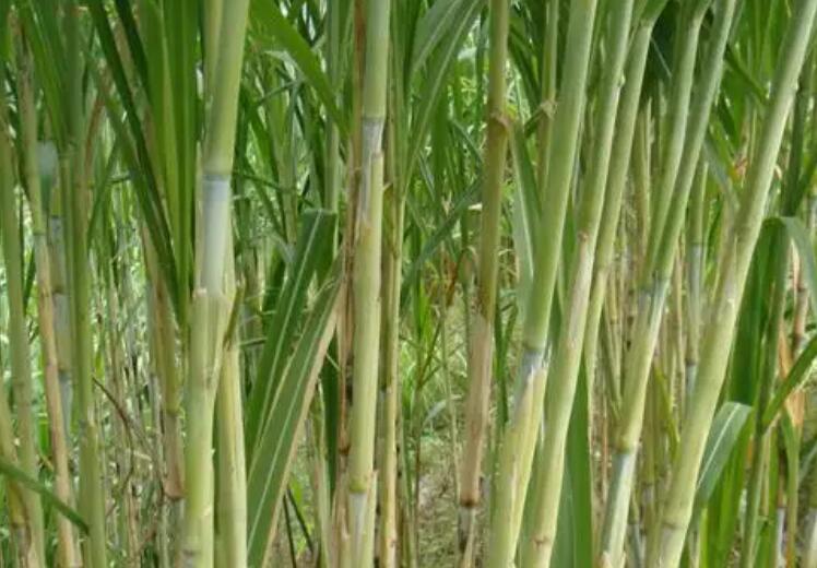 1649428682852311.jpg 3.jpg