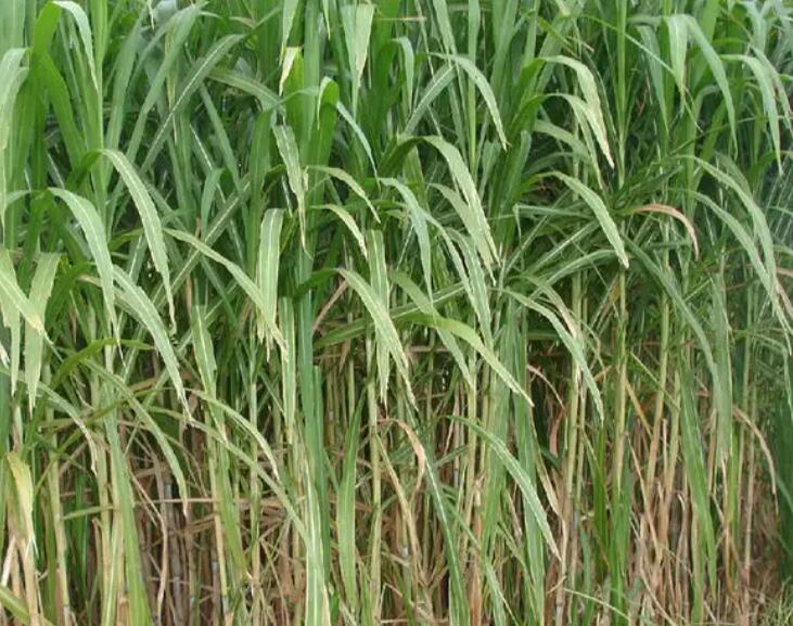 1649512394967608.jpg 3.jpg