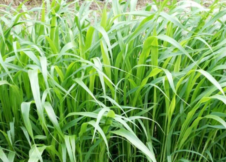 1649513032340846.jpg 3.jpg