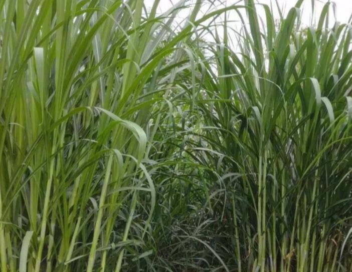 1649657632585175.jpg 1.jpg