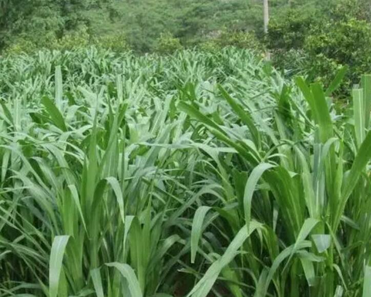 1649664079286402.jpg 2.jpg