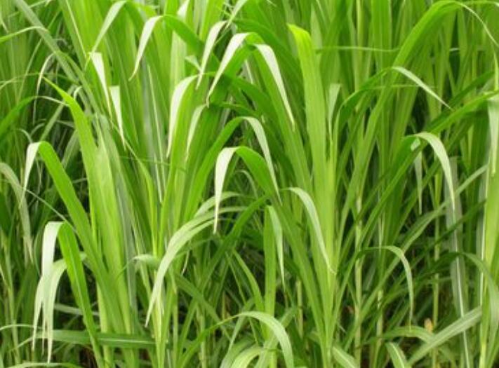 1649664088449914.jpg 3.jpg