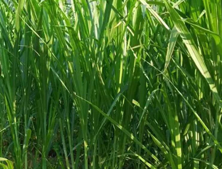 1649770426684416.jpg 1.jpg