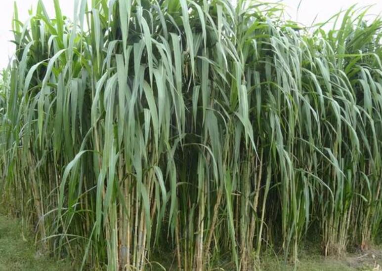 1650002023648014.jpg 1.jpg