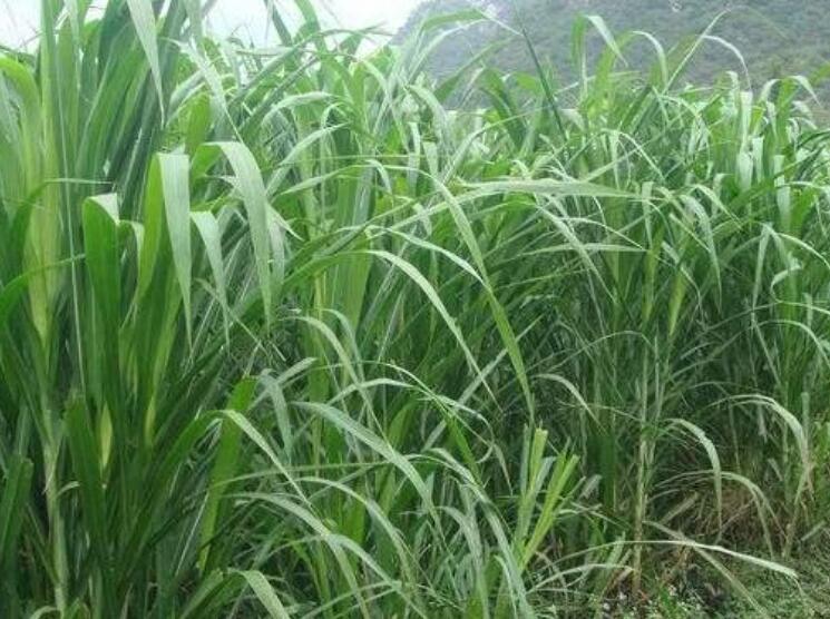 1650002041853059.jpg 2.jpg