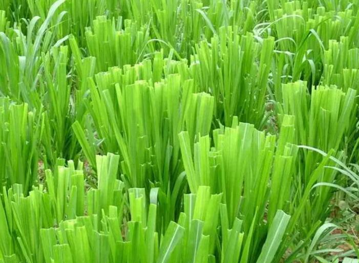 1650025475826973.jpg 1.jpg