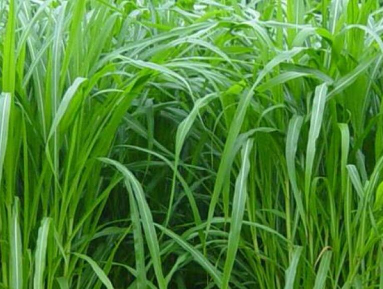 1650025491347468.jpg 3.jpg