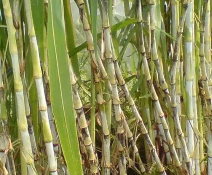 1650115387601615.jpg 2.jpg