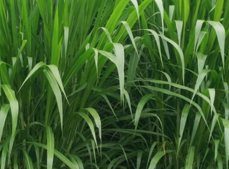 1650115398595588.jpg 3.jpg