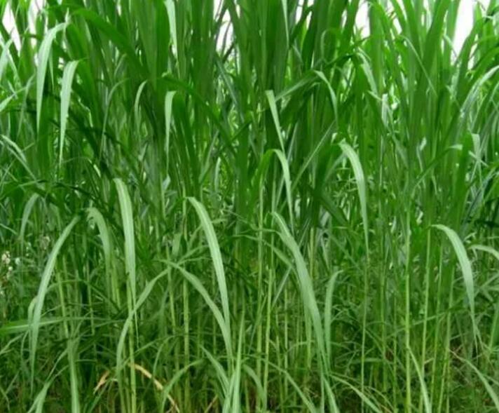 1650117631549806.jpg 1650117631549806.jpg