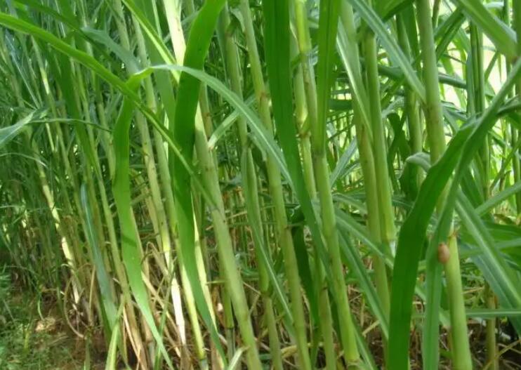 1650160598359267.jpg 1.jpg