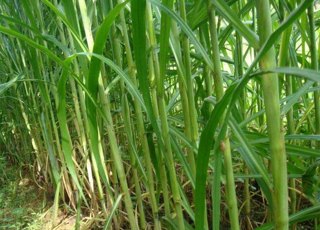 1650198727296130.jpg 1650198727296130.jpg