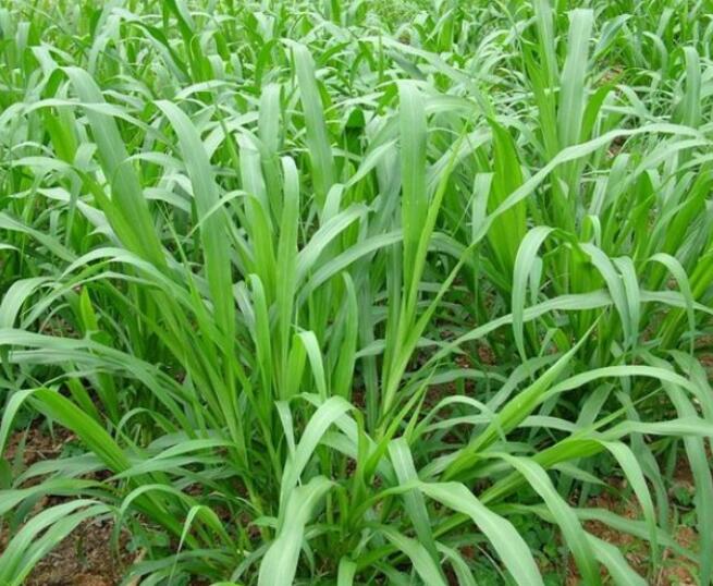 1650201339565138.jpg 1650201339565138.jpg