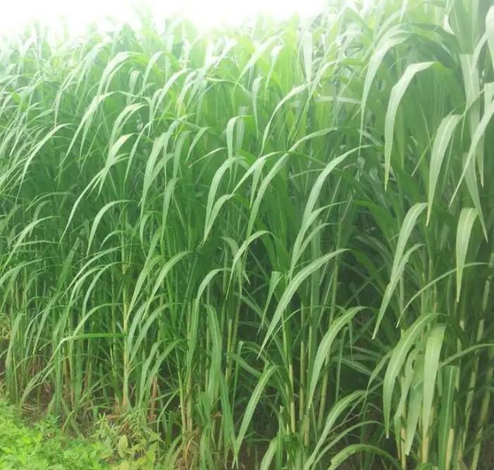 1650201970497438.jpg 1650201970497438.jpg