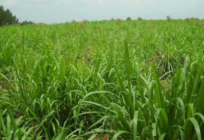 1650202055613287.jpg 1650202055613287.jpg